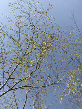 天空中的柳树