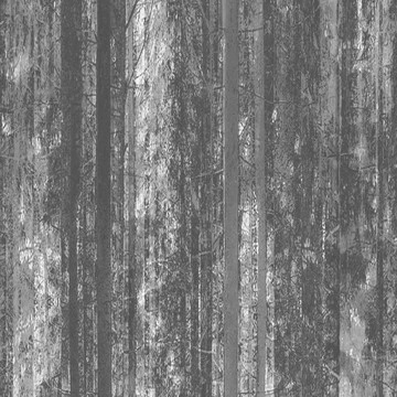黑白树林背景墙