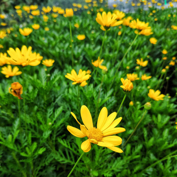 野菊花