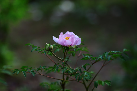 牡丹牡丹花