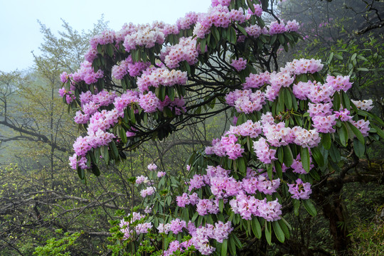 雷山杜鹃