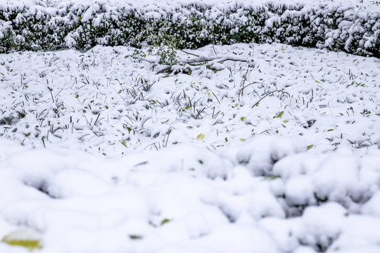 下雪天的草坪