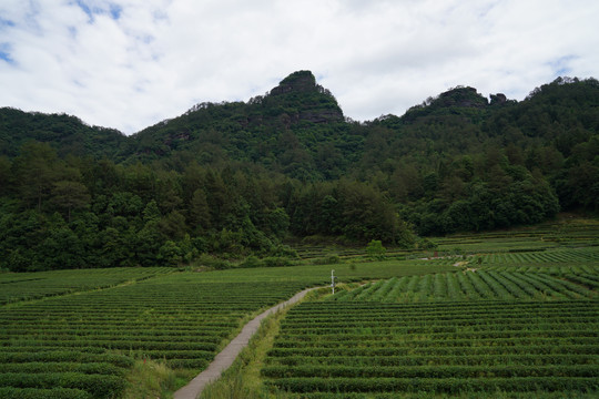 武夷岩茶燕子窠生态茶园