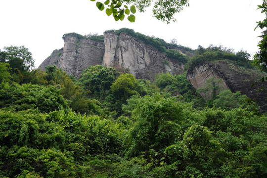 武夷山慧苑坑茶叶