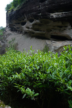 武夷山慧苑坑茶叶