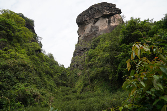 武夷岩茶