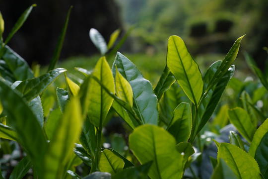 武夷岩茶