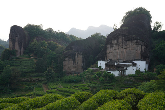 武夷岩茶马头岩