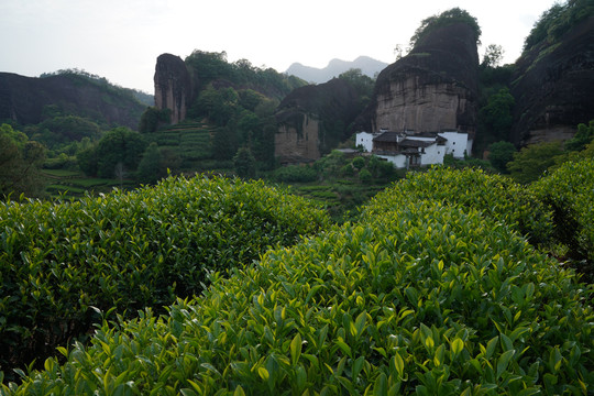 武夷岩茶马头岩