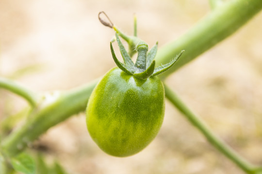 西红柿菜地