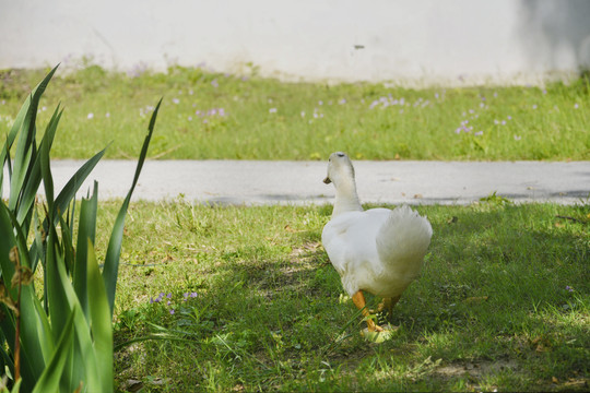 悠哉的鸭子