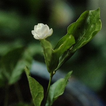 茉莉花特写