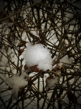 雪枝