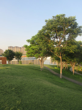 陽光草坪