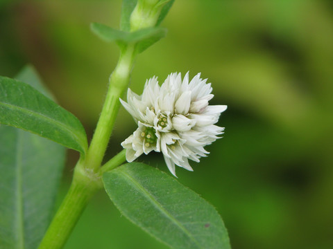 野生喜旱莲子草的开花期