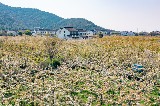 树山村万亩梨园