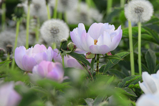 白芍药药材花卉花瓣绽放特写