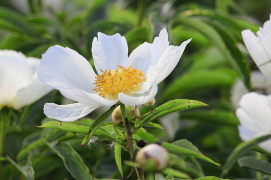 白芍药药材花卉花瓣绽放特写