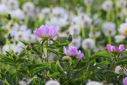 白芍药药材花卉花瓣绽放特写