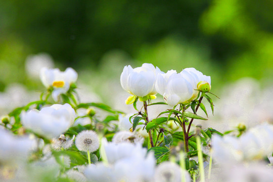 白芍药药材花卉花瓣绽放特写