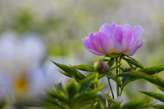 白芍药药材花卉花瓣绽放特写