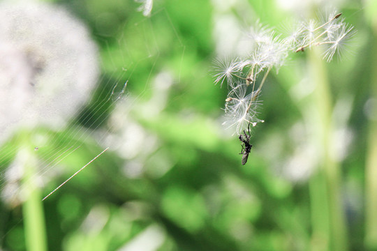 昆虫小虫子蜘蛛八卦阵