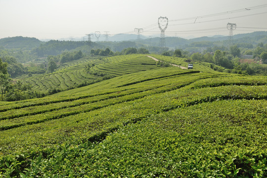 茶园茶山