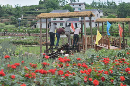 月季花乡村游