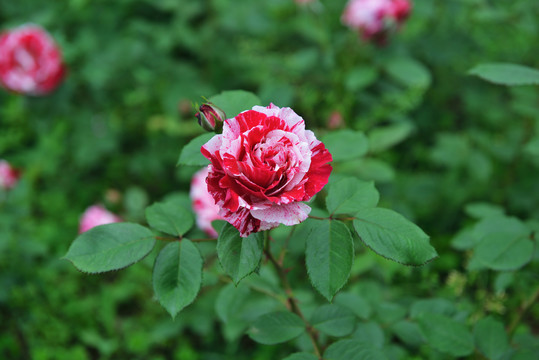 月季花乡村游