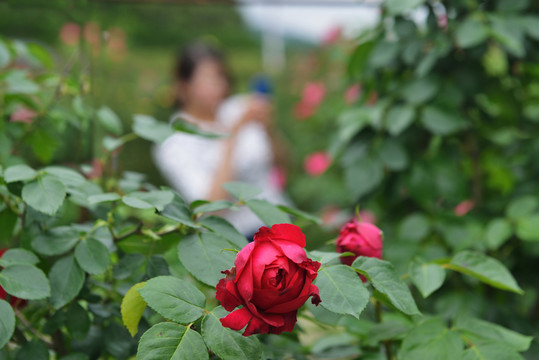 月季花乡村游