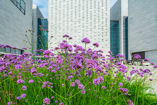 城市高楼大厦背景马鞭草