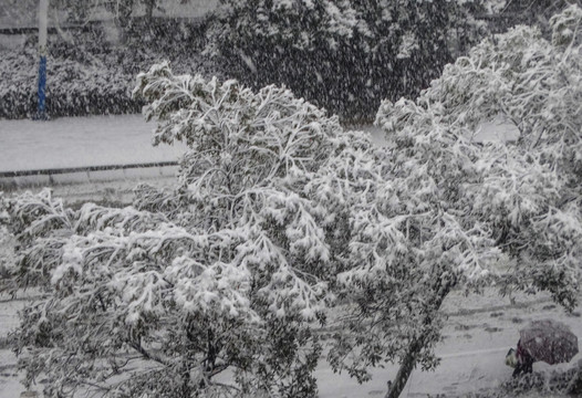 雪树