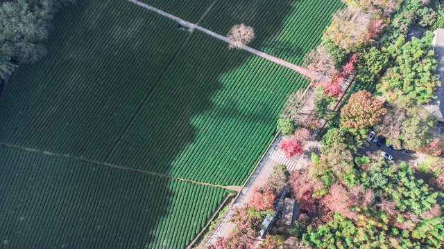 龙井茶园