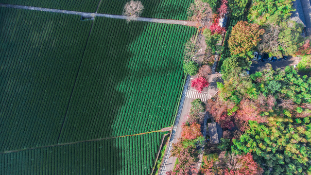 龙井茶园