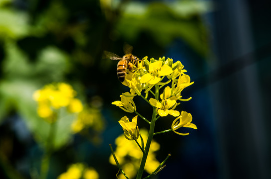 蜜蜂采蜜