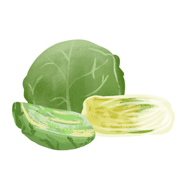 手繪包菜娃娃菜