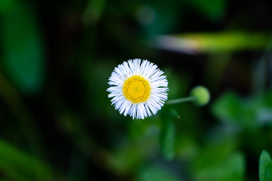 美丽月见草