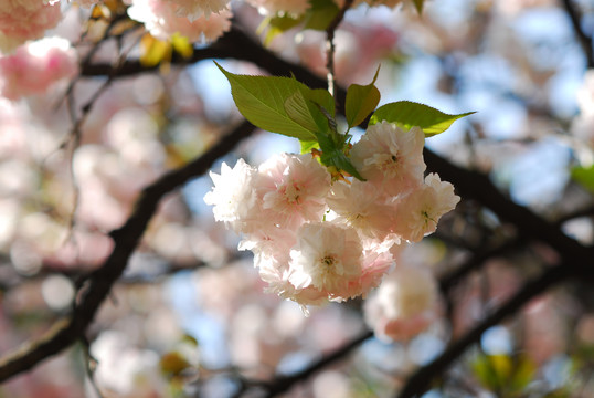 樱花