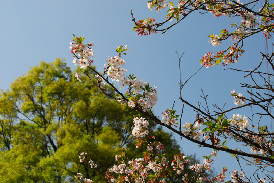 樱花