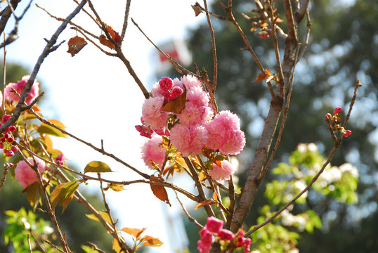 樱花