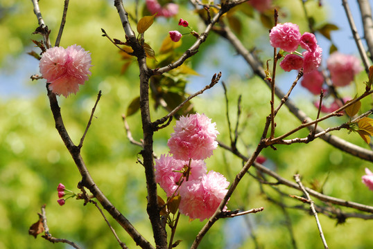 樱花