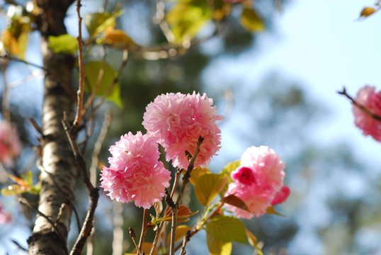 樱花