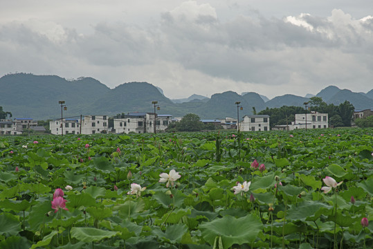 新农村环境