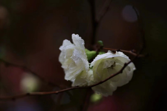 雨中盛开的樱花