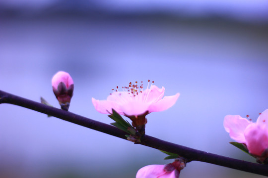 桃花