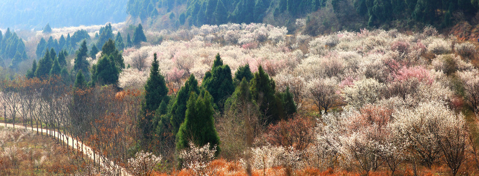 梅花