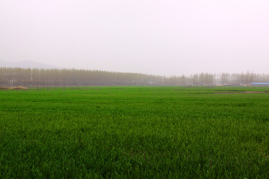 冬小麦