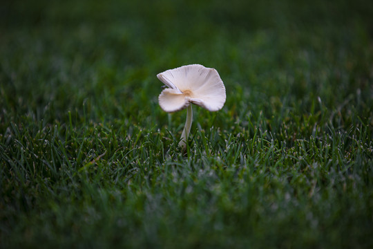 磨菇野生菌野生菇