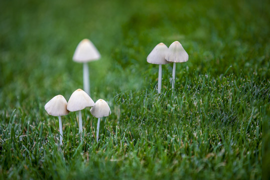 磨菇野生菌野生菇