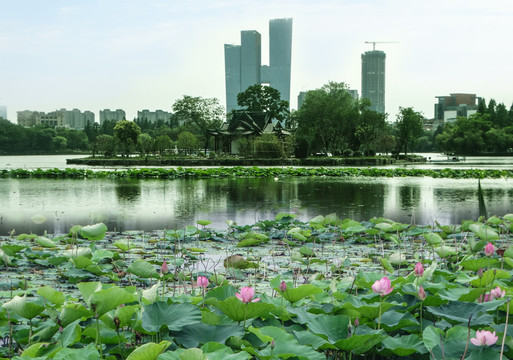 南京莫愁湖风景